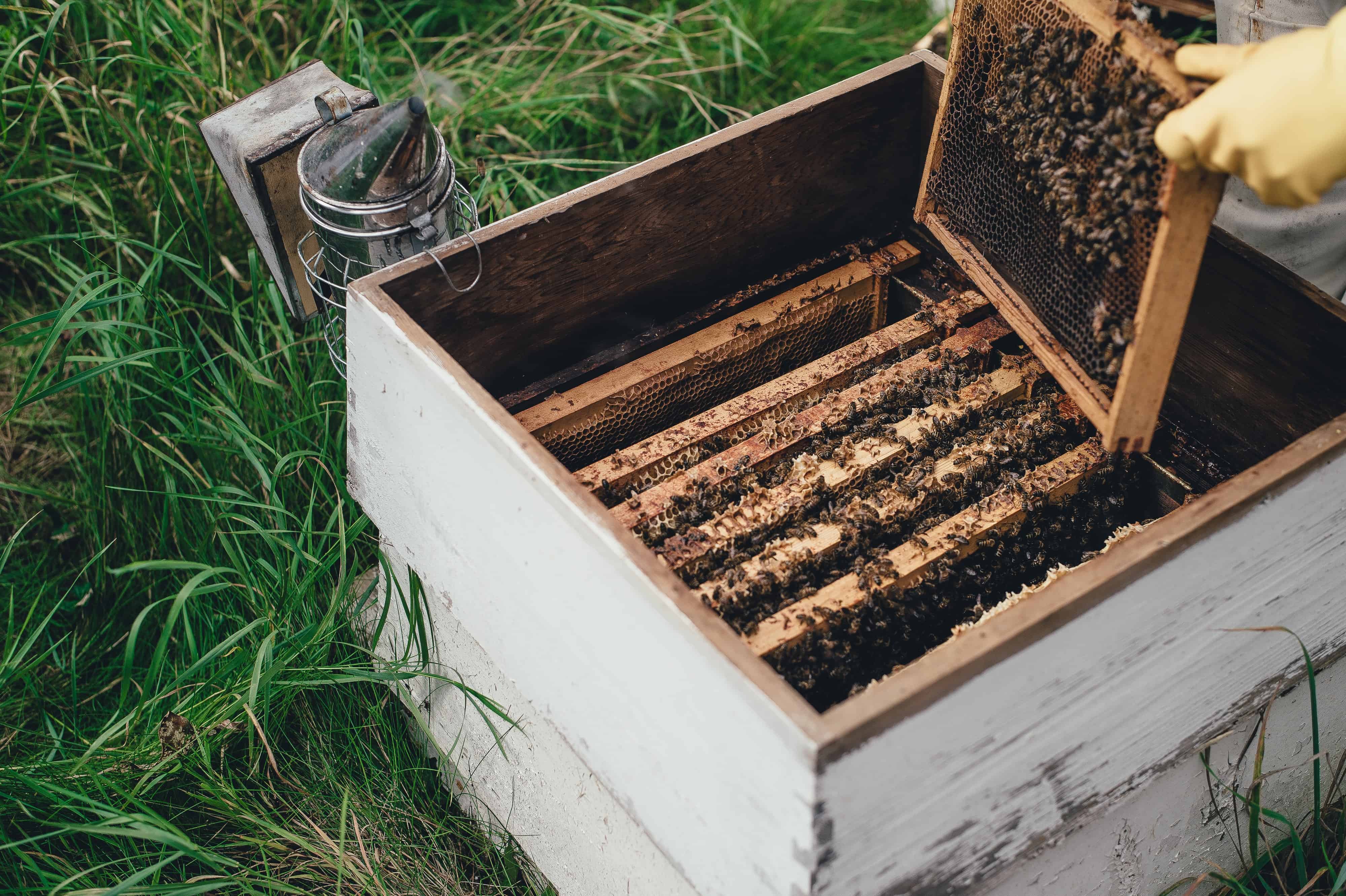 a beekeepers beehive