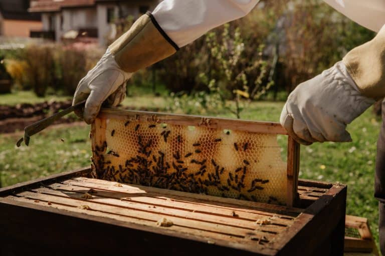 11 Best Beginner Beekeeping Supplies