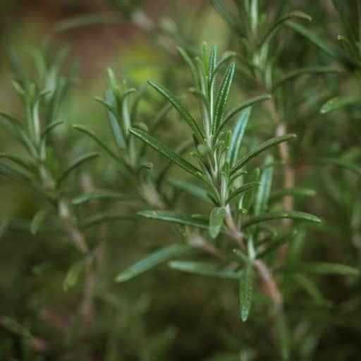 Rosemary Oil Doesn’t Work For Hair Growth