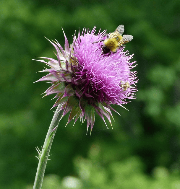 Milk Thistle flower for liver health