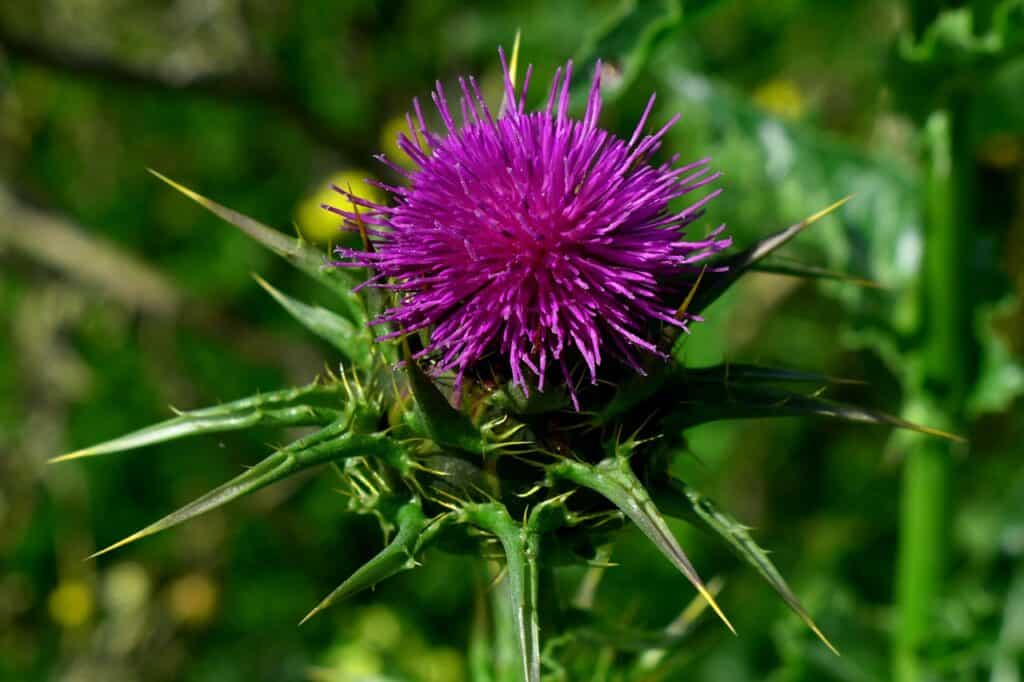 milk thistle