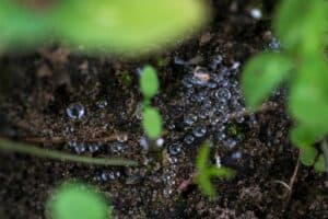 humic acid in the dirt