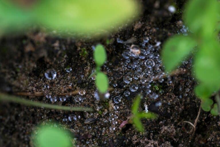 Humic For Gut Health