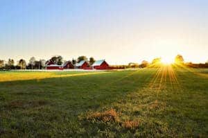 Green Grass Field Near Houses grown by humic and filmic