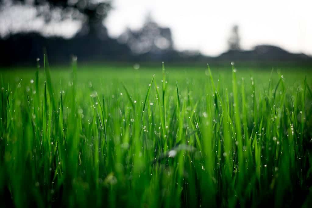 Shallow Focus Photography of Green Grasses during Daytime grown by humic and filmic acid