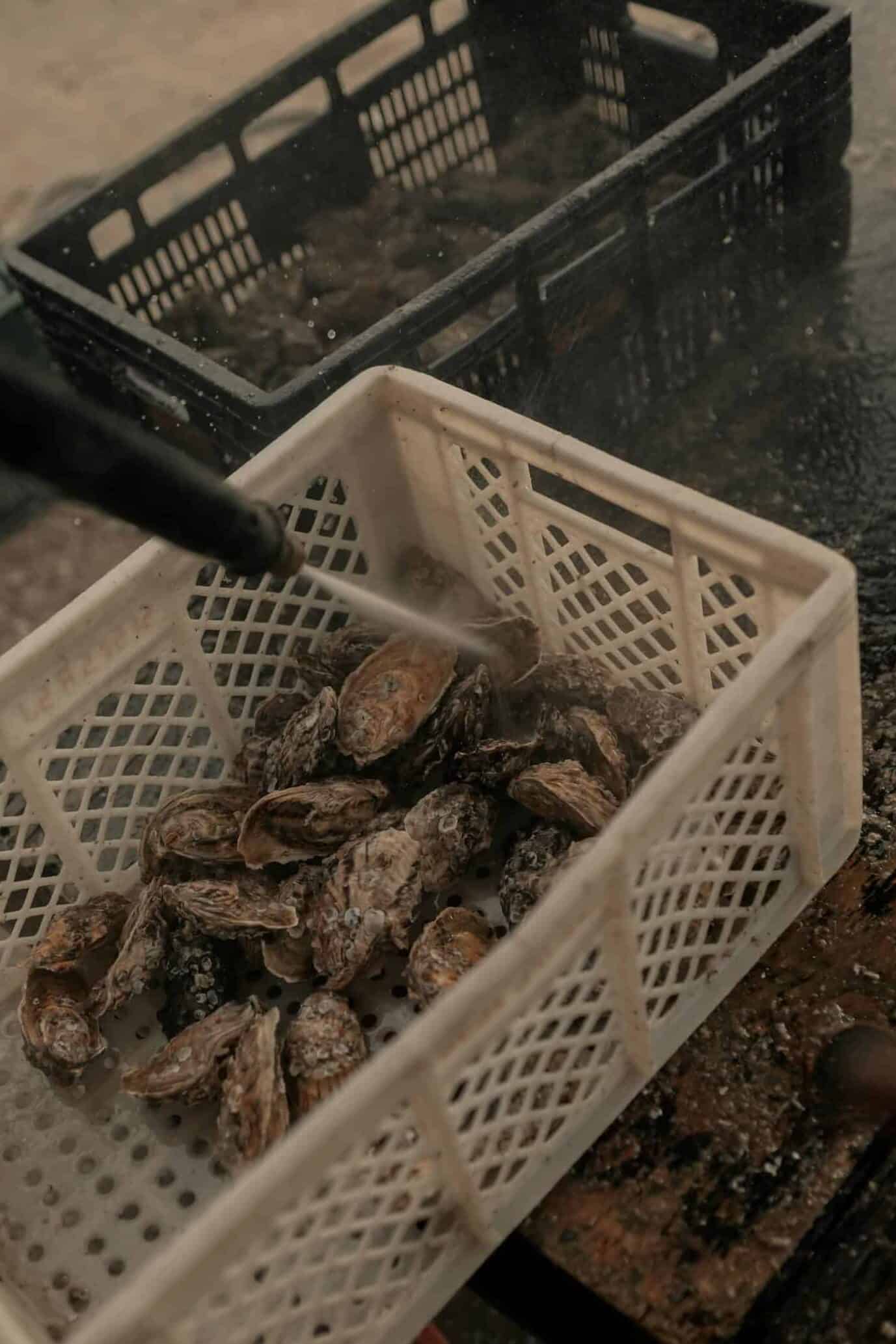 A collection of freshly harvested oysters being washed in baskets outdoors, highlighting seafood preparation.