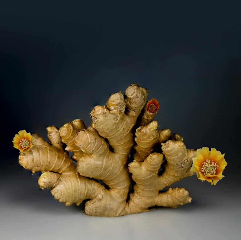 A dramatic still life of black ginger root adorned with colorful flowers.