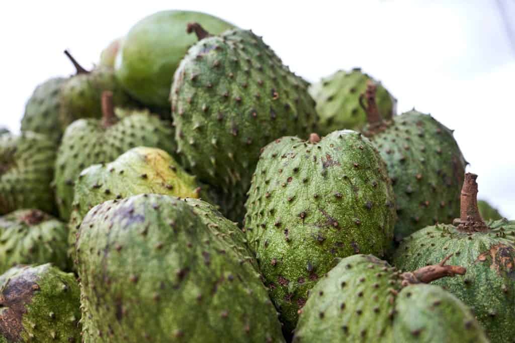 A pile of ripe soursop fruits displaying their distinctive green spiky texture, captured in detail.