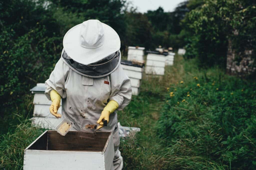 Beekeeper getting honey