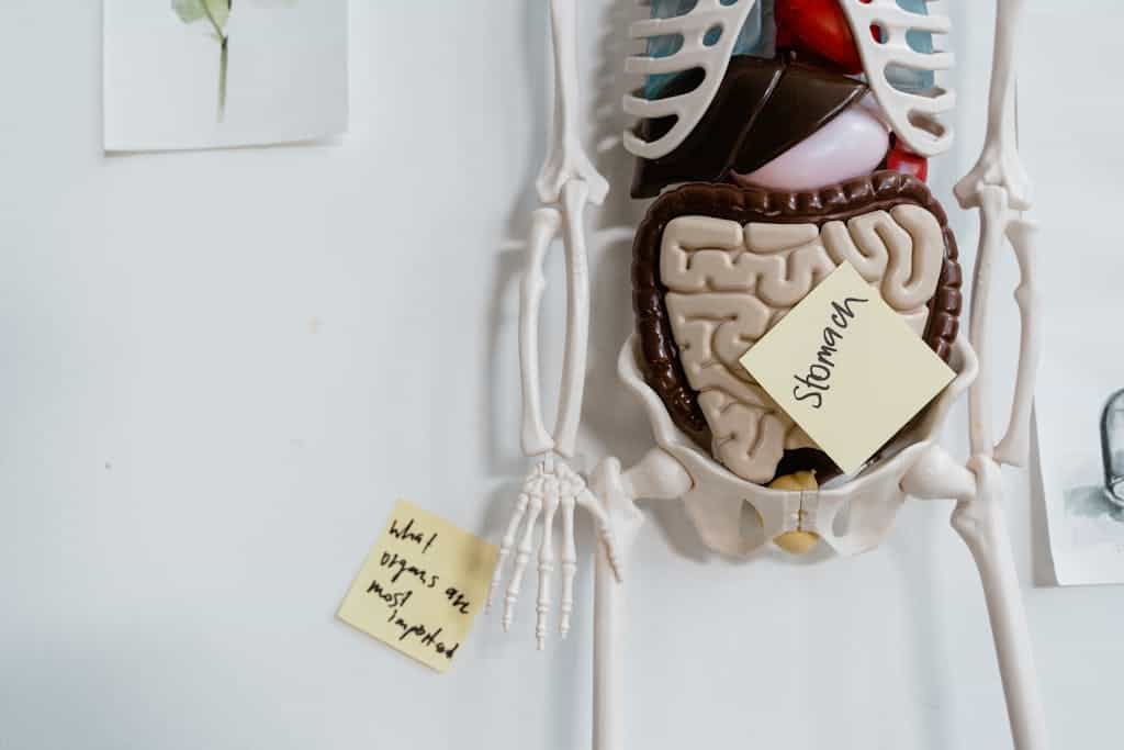 Close-up of anatomical model with sticky notes highlighting the stomach and other parts.