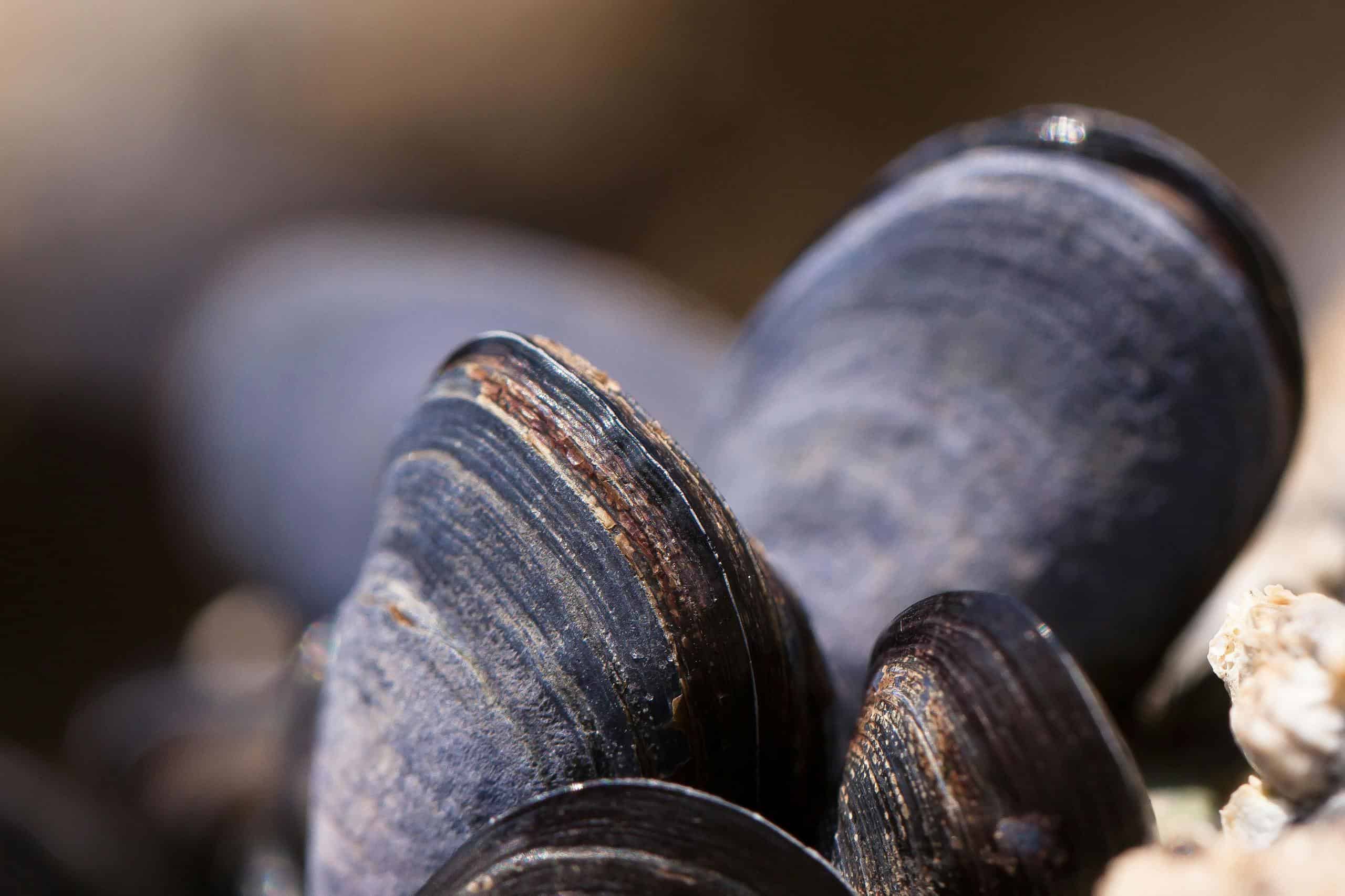 Close-up of fresh mussels on a rocky beach, showcasing natural textures and details.