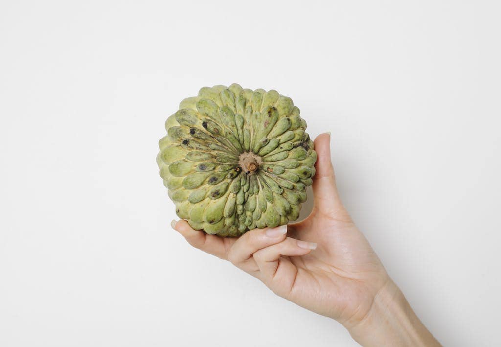 Crop faceless female demonstrating big ripe whole fruit of annona on white background