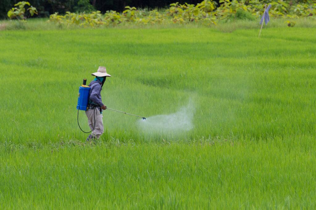 Glyphosate being sprayed on rice