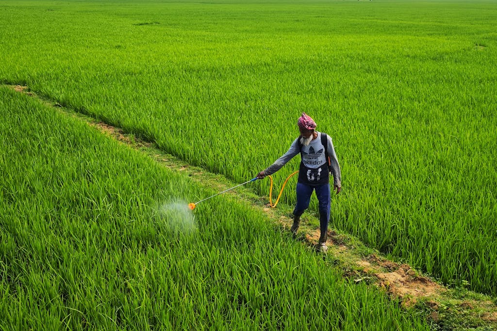 A farmer sprays pesticide in lush green paddy fields under the summer sun, Bolpur, India.