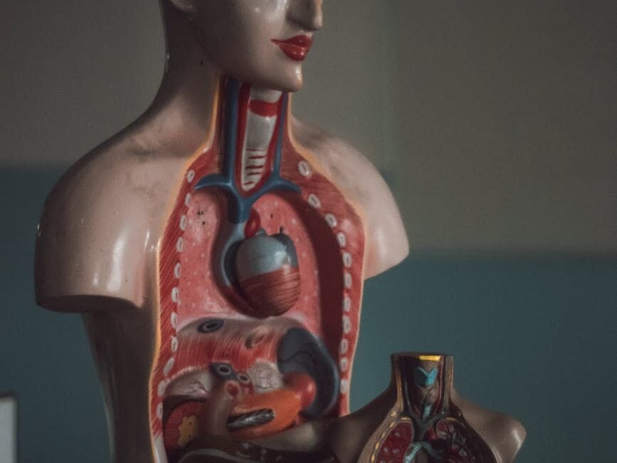 mannequin of human digestive tract and liver